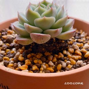 クリスタルローズ,植え替え,植物のある暮らし,多肉の植え替え,植物の生命力の画像