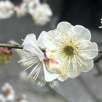 ウメ,ヤブコウジ,錦天満宮の画像