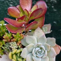 カネノナルキ,多肉植物の寄植え,金のなる木,多肉の紅葉,多肉植物の画像