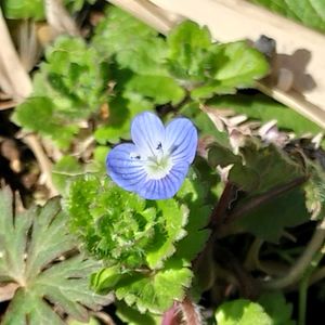 オオイヌノフグリ,オオイヌノフグリ,自然農,菌ちゃん農法,家庭菜園の画像