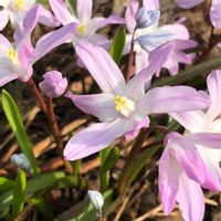 チオノドクサ,庭の花,ピンクの花,スプリングエフェメラル,今日のお花の画像