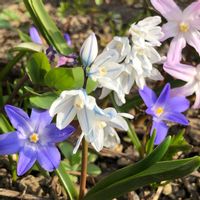 チオノドクサ,チオノドクサ,プスキニア,エゾエンゴサク,庭の花の画像