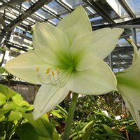 アマリリス,小石川植物園,関東東海花の展覧会の画像