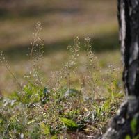 ナズナ,ペンペングサ,野島公園,ちょっぴり早朝散歩の画像