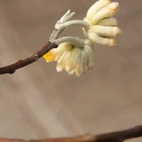 ミツマタ,サルトリイバラ,植物園,山野草,山野草大好きの画像