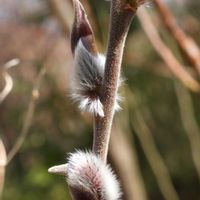 ネコヤナギ,アカバナネコヤナギ,植物園,山野草,山野草大好きの画像