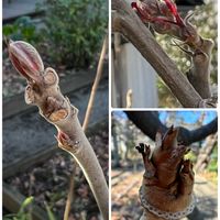 アジサイ,オオバベニカシワ,牧野記念庭園,冬芽・葉痕,トウダイグサ科の画像