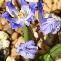 チオノドクサ,ユキゲユリ,今日のお花,紫ラブの画像