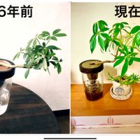 シェフレラ,水栽培ガラスベース,観葉植物,ハイドロカルチャー,水耕栽培の画像