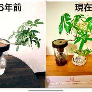 シェフレラ,水栽培ガラスベース,観葉植物,ハイドロカルチャー,水耕栽培の画像