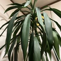 ドラセナ,観葉植物,わが家の観葉植物❢,多様性を愛する会,その他部屋の画像