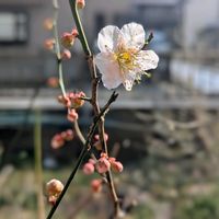 ウメ,鉢植え,咲いた,梅便り,キラキラ踊る✨の画像