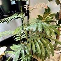 エバーフレッシュ,観葉植物,植物,癒し,植物大好きの画像