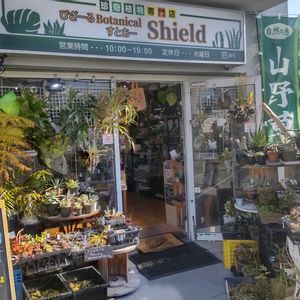 多肉植物,ウラボシ科,ビカクシダ属,食中植物,塊根の画像