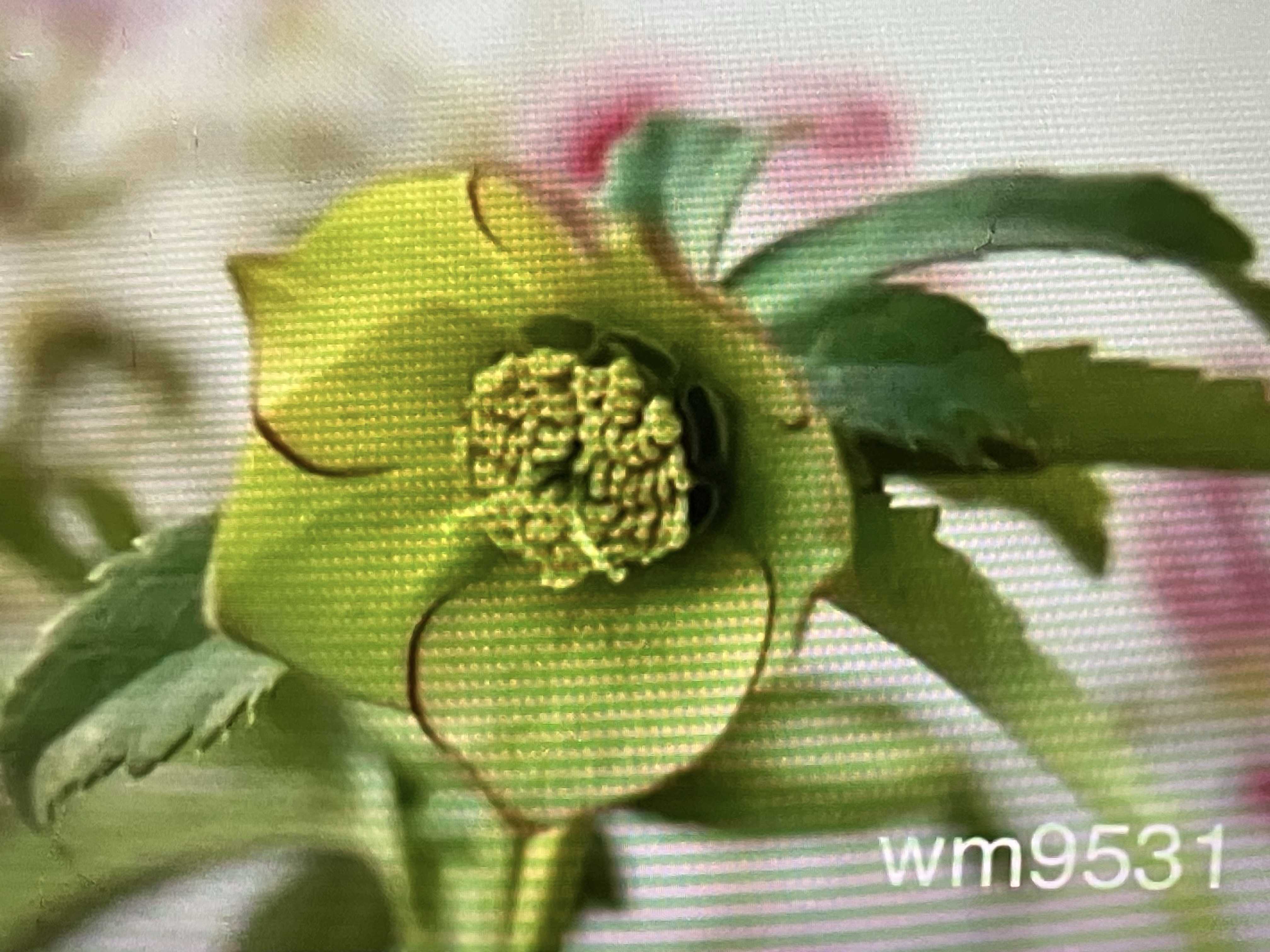 原種クリスマスローズ トルカータスの一覧|🍀GreenSnap 原種クリスマスローズ トルカータスの一覧|🍀GreenSnap