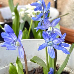 シラーシベリカ　スプリングビューティー,シラー シベリカ,花のある暮らし,自宅にて,エントランスの画像