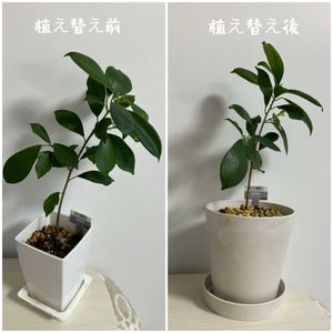 ガジュマル,ガジュマル,植え替え,ダイソー産,日当たり良好の画像