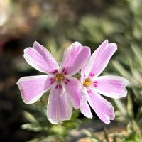 シバザクラ,シバザクラ,ピンク色の花,多摩の流れ,庭の画像