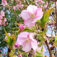 サクラ,ガーデン,樹木,季節の花,東京の画像