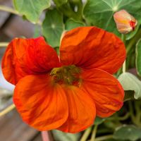 ナスタチウム(金蓮花),我が家の花壇,壁掛け,お花のある暮らし,小さな庭の画像