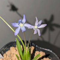 シラー,球根,球根植物,花のある暮らし,園芸男子の画像