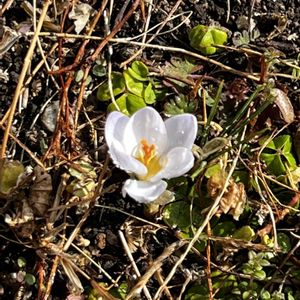 芝生,クロッカスブルーパール,GS 大好き,がんばろう！,まろりんの小庭の画像