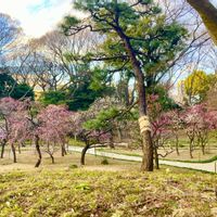 ウメ,日本庭園,梅林,ピンクの花の画像