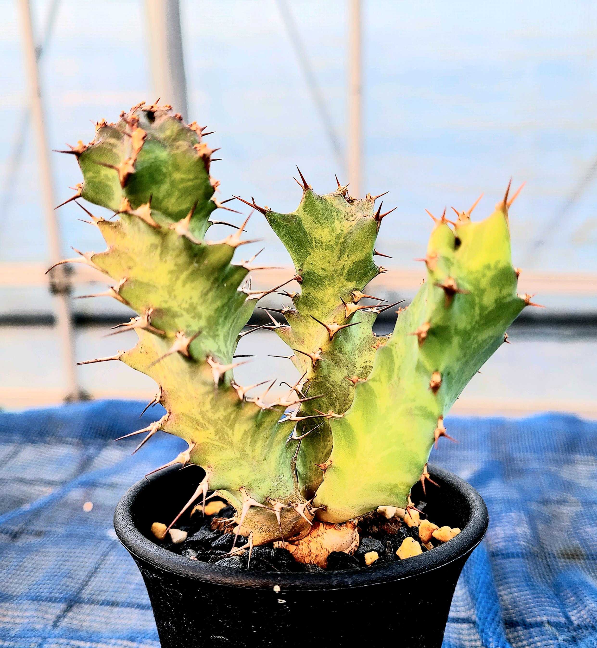 ユーフォルビア・トルチラマの一覧|🍀GreenSnap(グリーン ユーフォルビア・トルチラマの一覧|🍀GreenSnap(グリーン