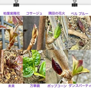 柏葉紫陽花,紫陽花 ダンスパーティー,紫陽花 隅田の花火,紫陽花 未来,紫陽花 ポップコーンの画像