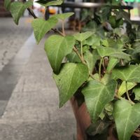 ヘデラ,ヘデラ,つる性植物,葉っぱ,名前を教えてくださいの画像