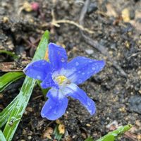 チオノドクサ,iPhone撮影,今日のお花,もんもんチャン♡見守り隊,㊗️じゅんさん3000picの画像