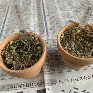 ウチョウラン,植替え後,羽蝶蘭(ウチョウラン),カールくん,植え替えの画像