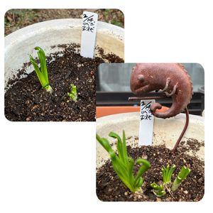 玉ねぎ,白桃,つるなしスナップエンドウ,再生野菜,おうち園芸の画像