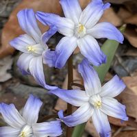 チオノドクサ,チオノドクサ,ミスミソウ,今日のお花,開田高原の画像