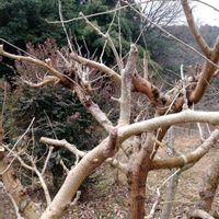 クワ,果物,自家栽培の野菜達,クワ科,植物と暮らすの画像