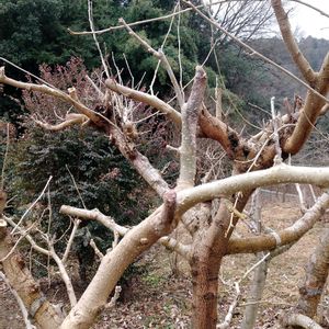 クワ,果物,自家栽培の野菜達,クワ科,植物と暮らすの画像