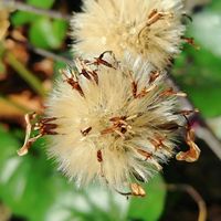 ツワブキ,綿毛,植物園,公園,お散歩の画像