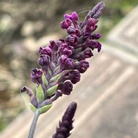 レースラベンダー,花のある暮らし,庭の宿根草,GSアダルトチーム,チーム岐阜の画像