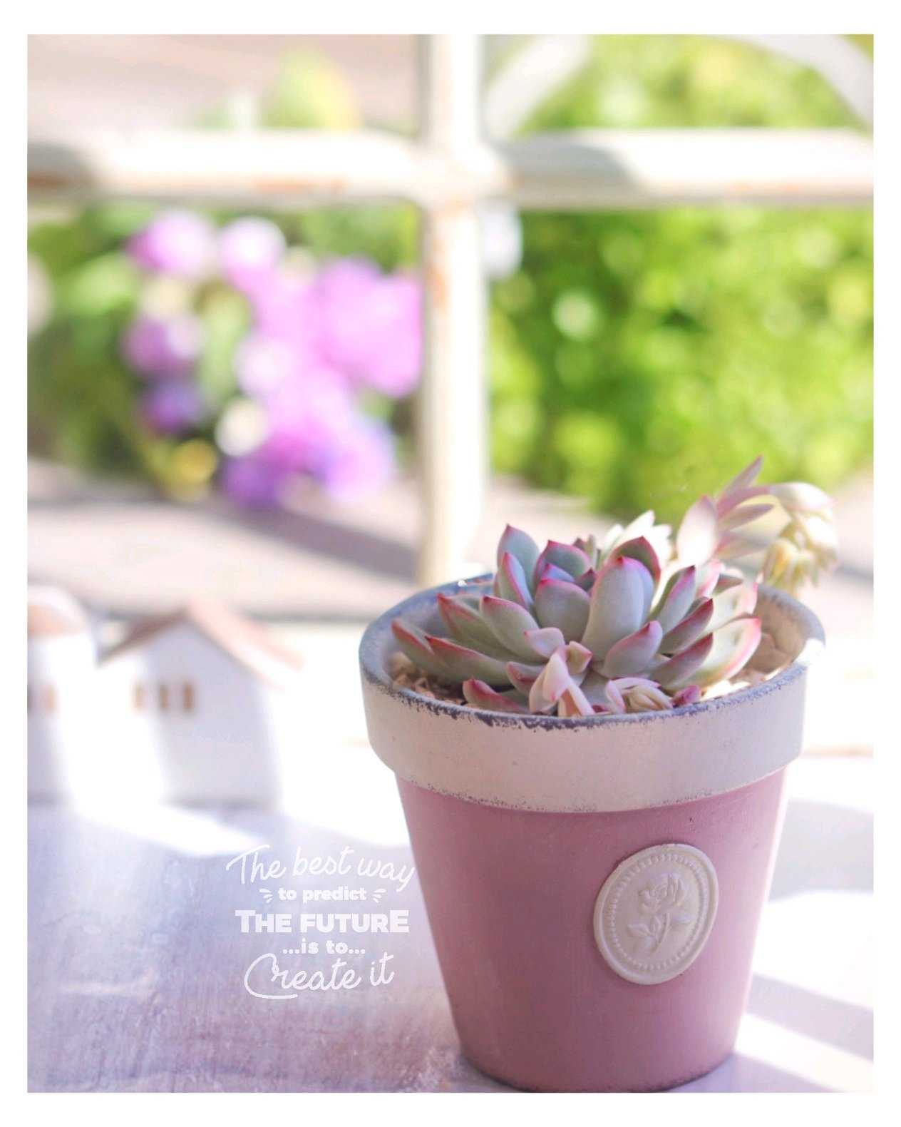 No.57 ❁ピンクエッジ❁ 苗 多肉植物 寄せ植え No.57 ❁ピンクエッジ❁ 苗 多肉植物 寄せ植え