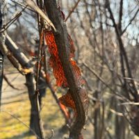 ガマズミ,ガマズミ,紅梅,ガマズミの冬芽,近くの公園の画像