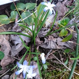 チオノドクサ,花月(カネノナルキ),バラ、薔薇、ばら,花言葉,全てに祈りを♪の画像