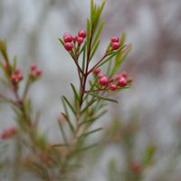 地植え,花芽,ガーデニング,オージープランツ,ミラーレス一眼の画像