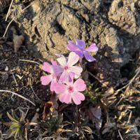 シバザクラ,シバザクラ（芝桜）,平和を願う☆,植物がある暮らし,あっ火曜日の画像