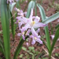 チオノドクサ,今日の花,早春の花,植物園での画像