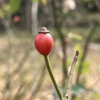 ノイバラ,ノイバラ,ノイバラの実,ノイバラの実,植物園の画像