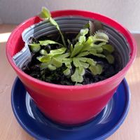 ハエトリグサ,食虫植物,iPhone撮影,リビング・ダイニングの画像