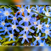 チオノドクサ,花のある暮らし,北海道から,青い花マニア,魅惑の花の画像