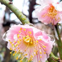 ウメ,梅の花,うめ,梅(うめ),お花の画像