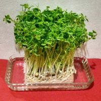 水耕栽培,野菜 水耕栽培の画像