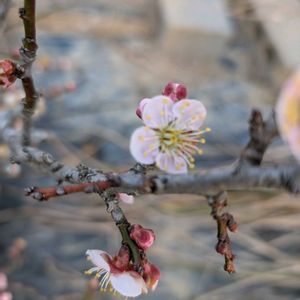 ウメ,梅（紅さし）,ガーデニング,ピンクの花,花のある暮らしの画像